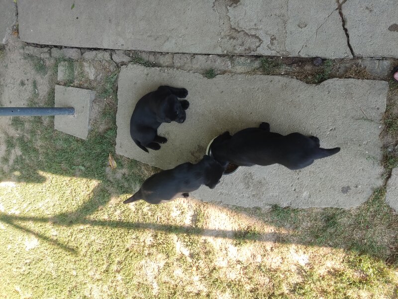 Labrador retriever