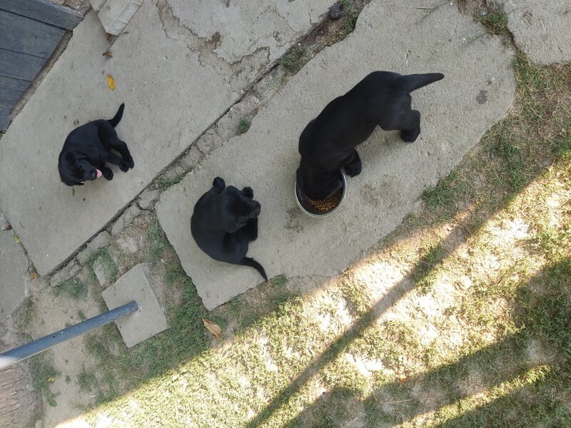 Labrador retriever