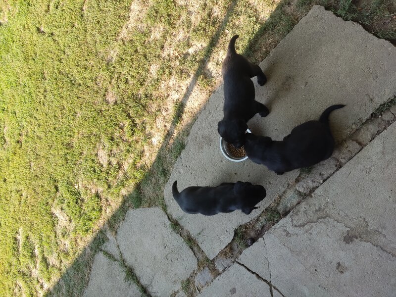 Labrador retriever