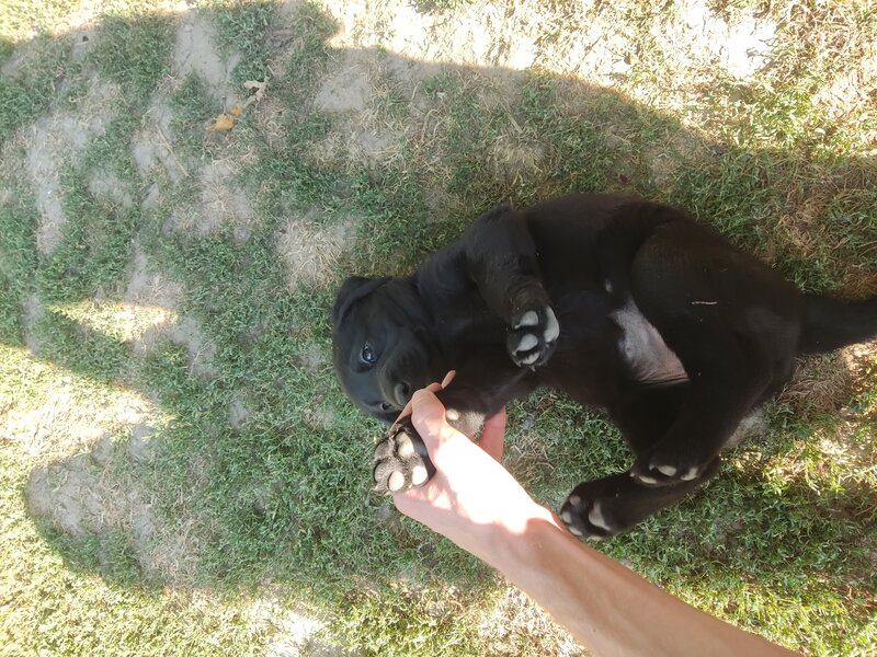 Labrador retriever