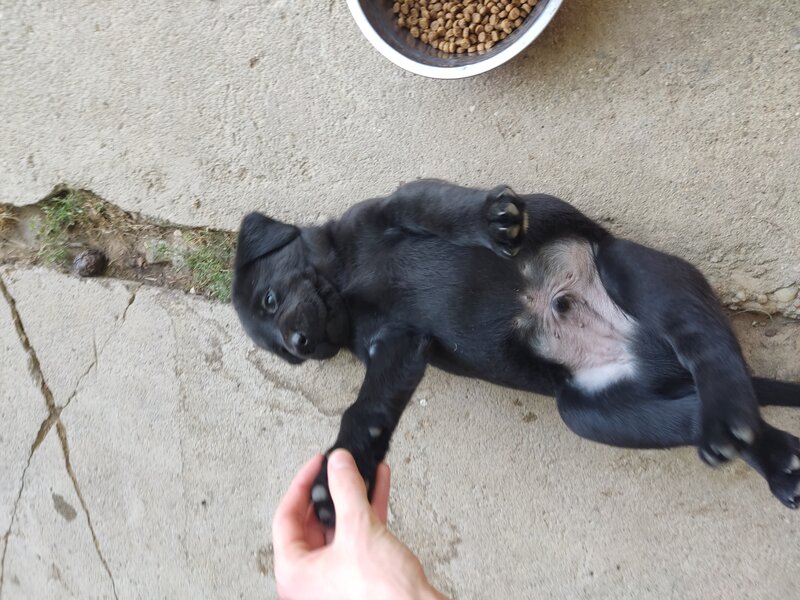 Labrador retriever